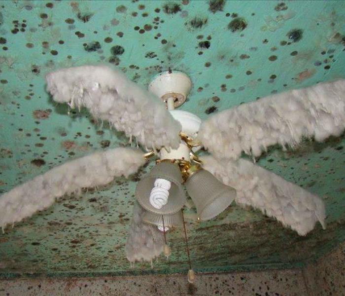 A fan is covered in mold