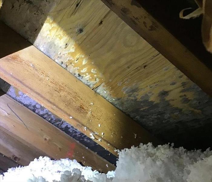 Mold in rafters
